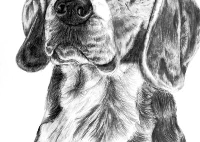 Beagle grafit zeichnung