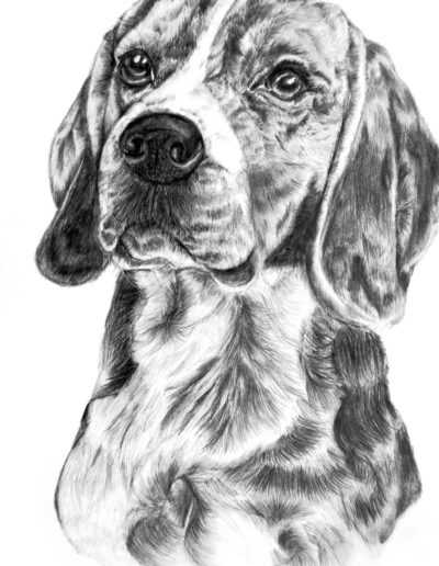Beagle grafit zeichnung