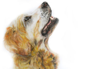 Hund Retriever Zeichnung Buntstift