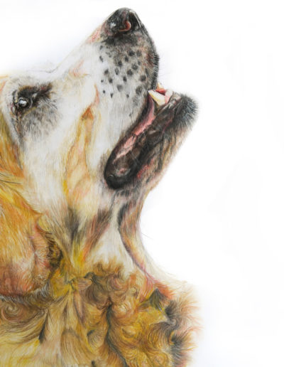 Hund Retriever Zeichnung Buntstift