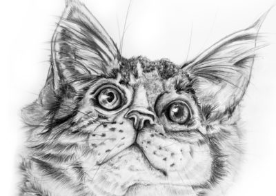 Katze Grafitzeichnung
