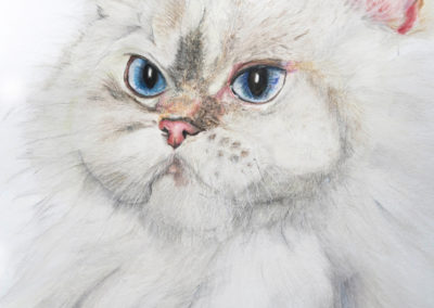 Perser_Katze gezeichnet