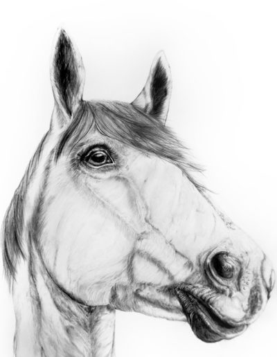 Pferd Zeichnung