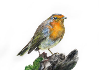 Vogel gezeichnet